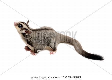 Side view of sugarglider looking up on white background.