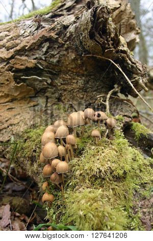 Ink Cap Mushrooms