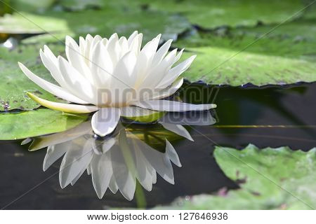 the white lotus or water lilies reflective with the water like the mirror in the pond