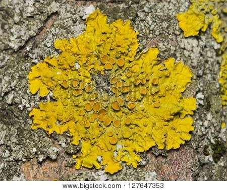 Lichen Xanthoria parientina on aspen tree bark macro selective focus