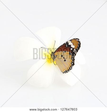 Butterfly on white frangipani flower - studio shoot