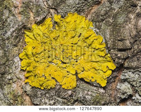 Lichen Xanthoria parientina on aspen tree bark macro selective focus