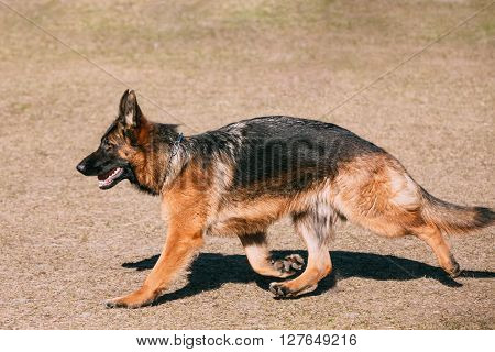 German Shepherd Dog Running. Alsatian Wolf Dog. Deutscher Dog