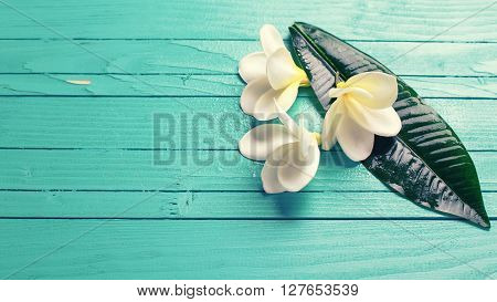 Background with white tropical plumeria flowers on turquoise wooden background. Selective focos. Place for text.