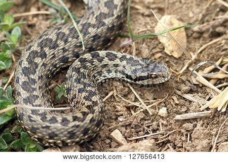 female meadow viper in natural habitat ( Vipera ursinii rakosiensis )