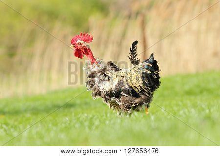 funny rooster walking on green lawn near the farm