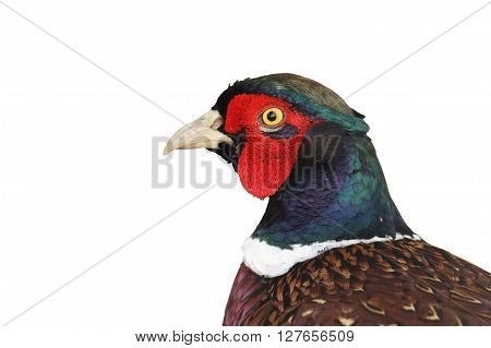 isolated portrait of common pheasant rooster ( Phasianus colchicus )