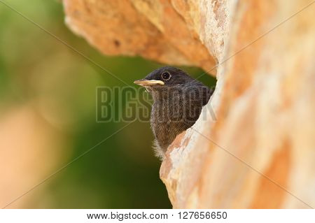 young black redstart near the nest ( Phoenicurus ochruros )
