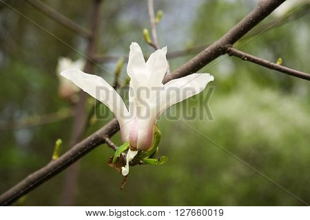 Magnolia blossoms in spring on a sunny day