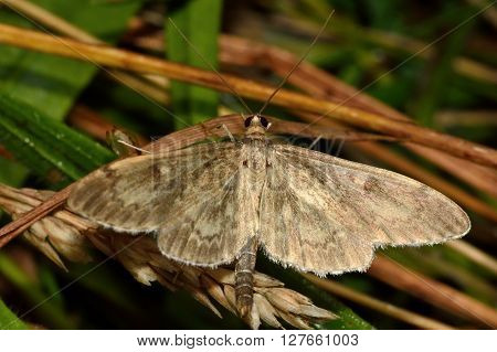 Perinephela lancealis micro moth. Small insect in the family Crambidae known as the grass moths
