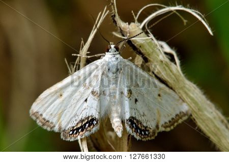 Small china-mark (Cataclysta lemnata) micro moth white form. Small insect in the family Crambidae known as the grass moths