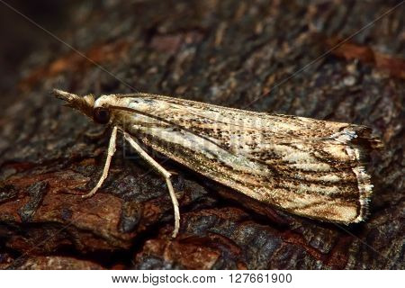 Chilo phragmitella micro moth. Small insect in the family Crambidae known as the grass moths