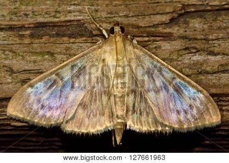Mother of Pearl (Pleuroptya ruralis) micro moth. Small insect in the family Crambidae known as the grass moths