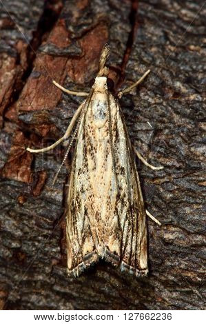 Chilo phragmitella micro moth from above. Small insect in the family Crambidae known as the grass moths
