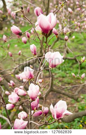 Magnolia blossoms in spring on a sunny day