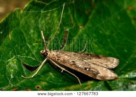 Ringed china-mark (Parapoynx stratiotata) micro moth in profile. Small insect in the family Crambidae known as the grass moths