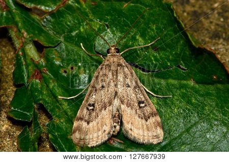 Ringed china-mark (Parapoynx stratiotata) micro moth. Small insect in the family Crambidae known as the grass moths