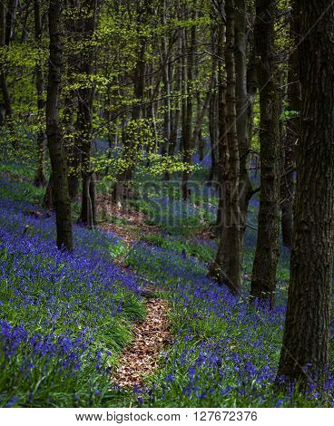 A path through the Bluebells in the woods near Margam County Park, Port Talbot, South Wales.
** Note: Shallow depth of field