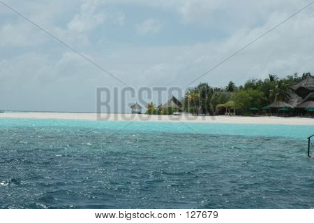 Maldive Angsana