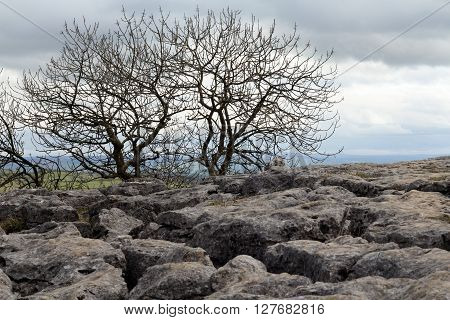 landscape of Malham Cove , limestone and bare trees
