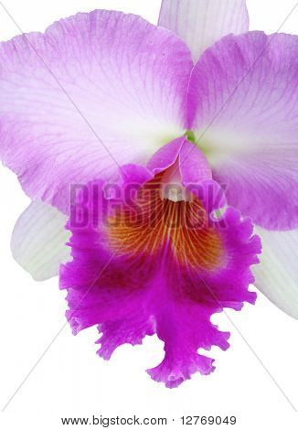Orchid (Cattleya)