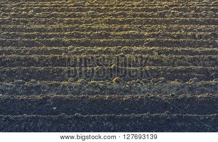 Furrows rows pattern in a plowed field prepared for planting potatoes crops in spring.