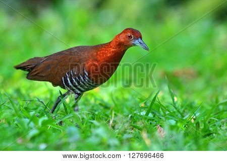 Slaty-legged Crake Bird
