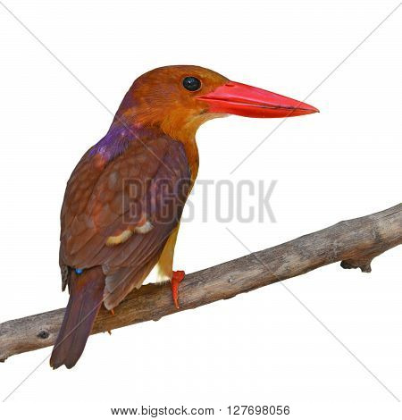 Ruddy Kingfisher Bird