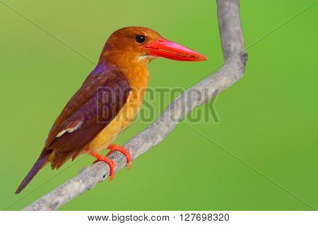 Ruddy Kingfisher Bird
