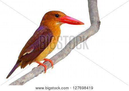 Ruddy Kingfisher Bird