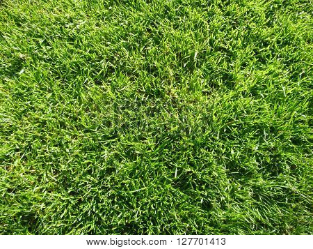 Green Moisty Grass Texture On A Meadow
