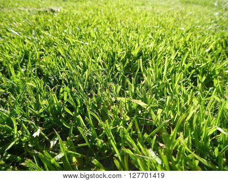 Green Moisty Grass Texture On A Meadow