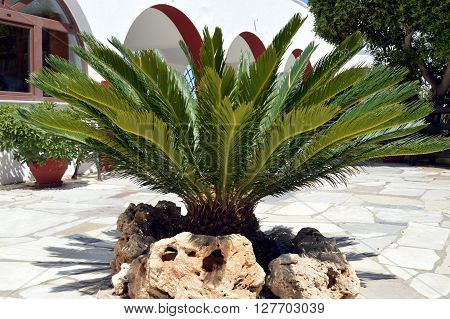 A palm tree on the ground with rocks.