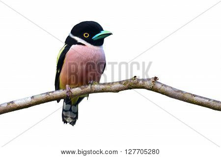 Black And Yellow Broadbill Bird