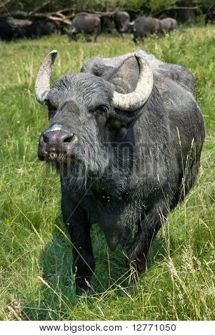 Aggressive Buffalo