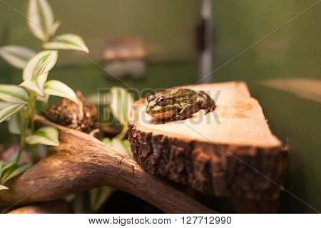 Frog Tropical Reptile Amasonia Jungles Animal