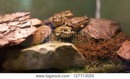 Frog Tropical Reptile Amasonia Jungles Animal