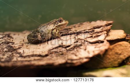 Frog Tropical Reptile Amasonia Jungles Animal