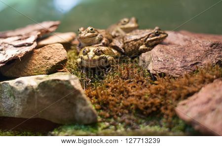 Frog Tropical Reptile Amasonia Jungles Animal