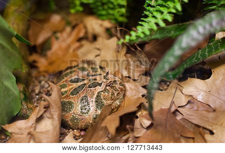 Frog Tropical Reptile Amasonia Jungles Animal