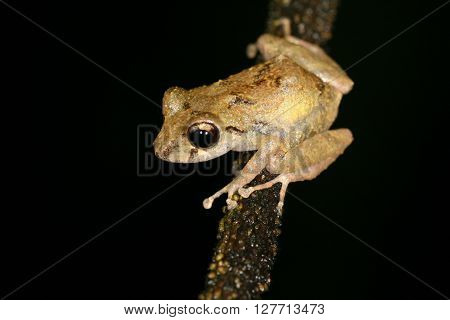 Frog Tropical Reptile Amasonia Jungles Animal