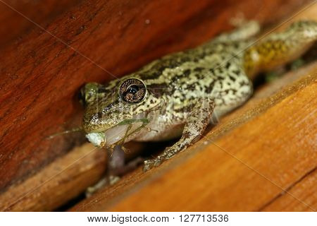 Frog Tropical Reptile Amasonia Jungles Animal