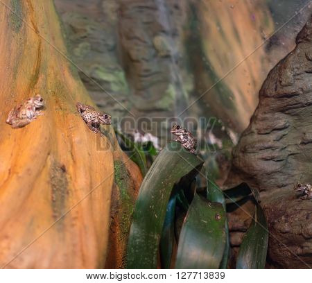 Frog Tropical Reptile Amasonia Jungles Animal