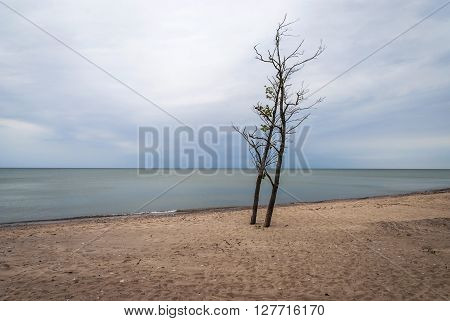 Lonely Tree On Abandoned Beach, Liepaja, Latvia