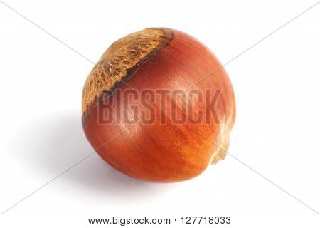 One Dried Hazelnut In Closeup