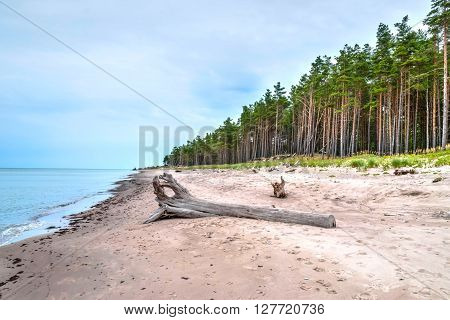 Abandoned beach of Liepaja Latvia with pinetrees