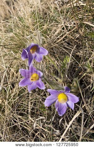 Pulsatilla Vulgaris Violet Wild Flower. Siberian spring snowdrops and primroses of Krasnoyarsk region.