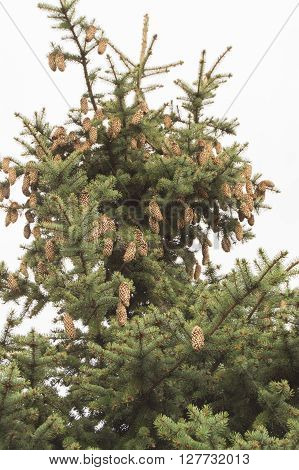 Green spruce. Tree, Spruce branches with cones