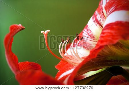 Close-up amaryllis flower with pistils and stamens on green background