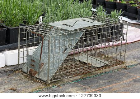 Steel humane rat trap set up in a garden nursery